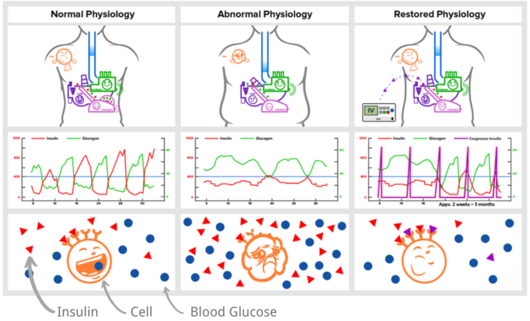 3-Phase-Physiology-Labeled-768x466